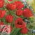 Tulipán Bunch szalvéta 20 db-os 33x33 cm