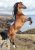 Lovas Wild Spirit A/4 gumis mappa