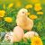 Húsvét Chicken with Eggs szalvéta 20 db-os 33x33 cm