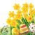 Húsvét Bunch of Daffodils szalvéta 20 db-os 33x33 cm